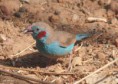 /album/photogallery/red-cheeked-cordon-bleu-lamin-gambia-jpg/